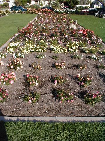 The Rose Garden -  