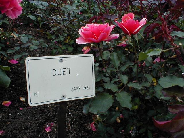 The Rose Garden - Duet